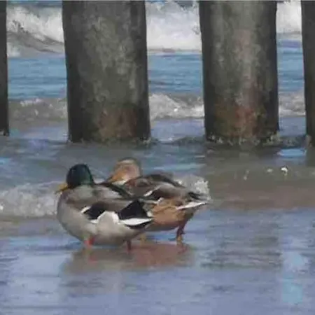 Nad Morzem Przy Klifie Debina *