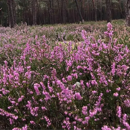 Nad Morzem Przy Klifie Debina *