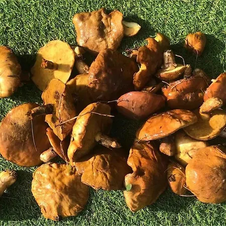 Nad Morzem Przy Klifie Debina Appartamento Debina (Ustka)