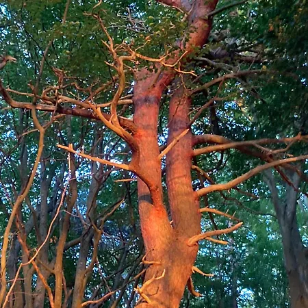 Nad Morzem Przy Klifie Debina アパート Debina (Ustka)