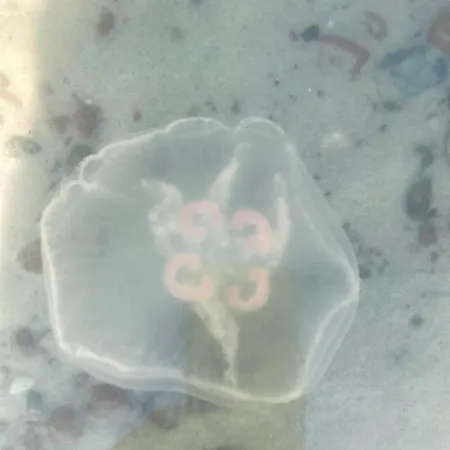 Apartmán Nad Morzem Przy Klifie Debina