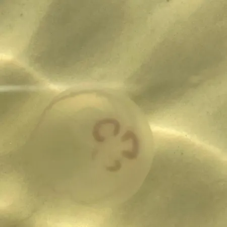 アパート Nad Morzem Przy Klifie Debina Debina (Ustka)