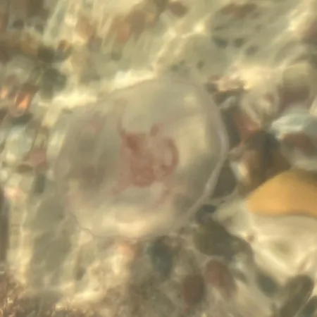 Nad Morzem Przy Klifie Debina *