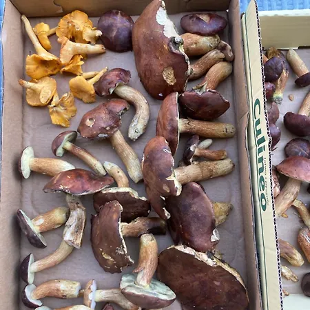 Nad Morzem Przy Klifie Debina アパート