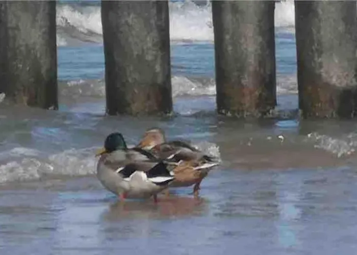 Nad Morzem Przy Klifie Debina *