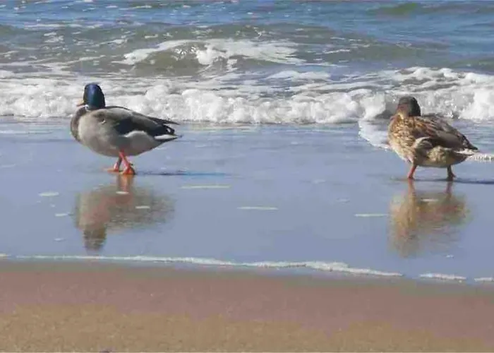 Апартаменты Nad Morzem Przy Klifie Debina Debina (Ustka)