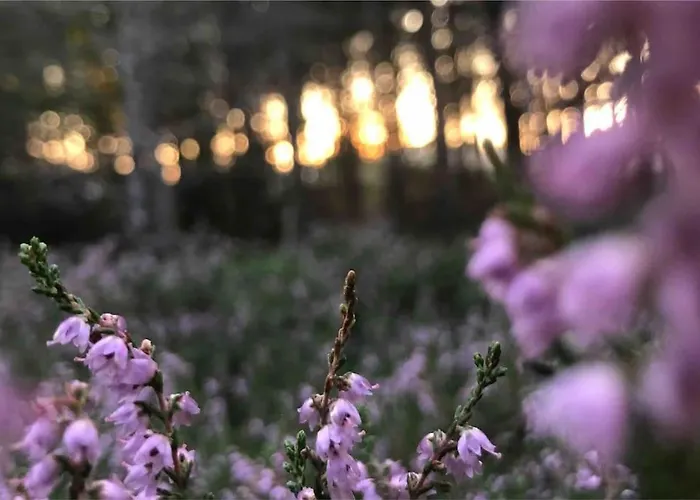 Апартаменты Nad Morzem Przy Klifie Debina *