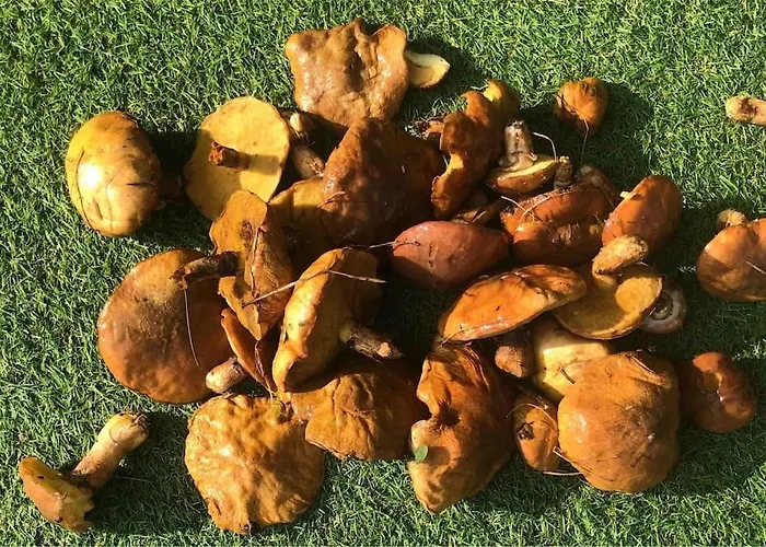 Nad Morzem Przy Klifie Debina Апартаменты Debina (Ustka)