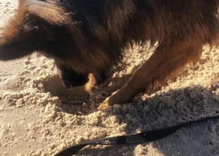 Апартаменты Nad Morzem Przy Klifie Debina Debina (Ustka)