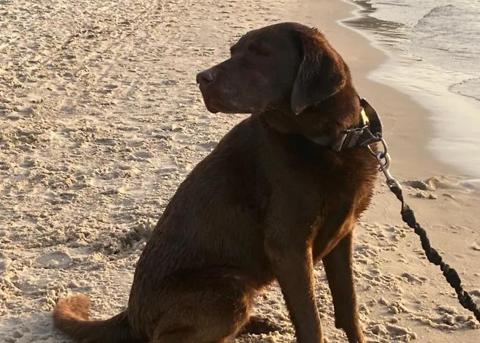 Апартаменты Nad Morzem Przy Klifie Debina