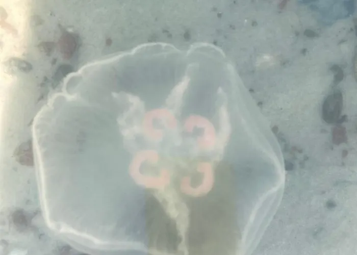 Апартаменты Nad Morzem Przy Klifie Debina