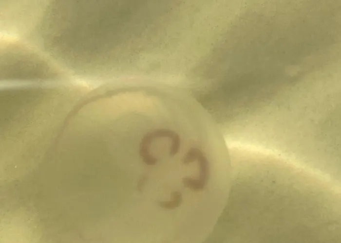 Апартаменты Nad Morzem Przy Klifie Debina Debina (Ustka)