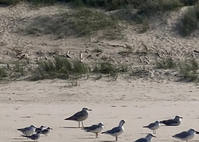 Nad Morzem Przy Klifie Debina Апартаменты Debina (Ustka)