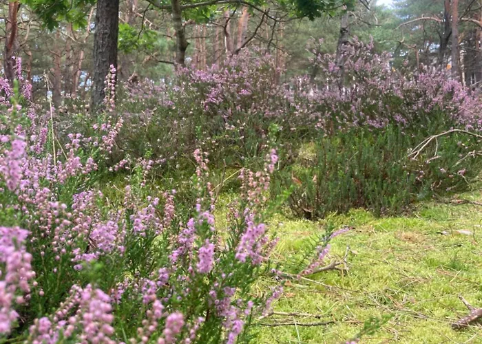 Nad Morzem Przy Klifie Debina Апартаменты Debina (Ustka)