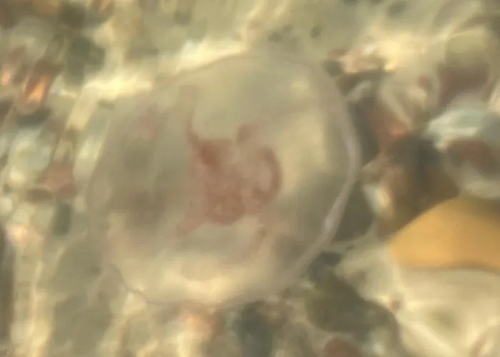 Nad Morzem Przy Klifie Debina *